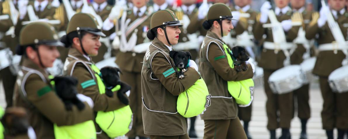 13.carabineros-parada-militar-perros